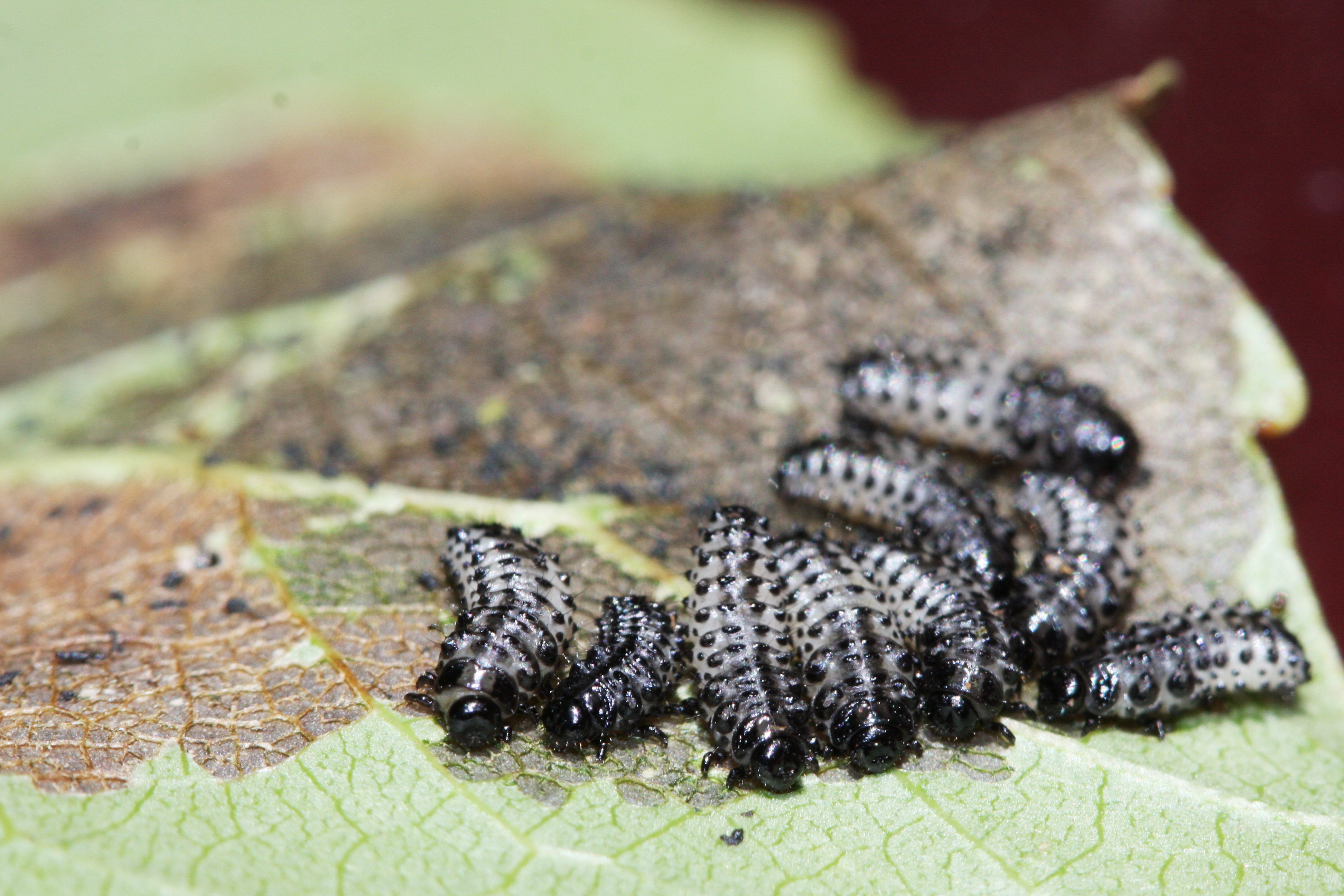 asparglytta lirfur2_BH.jpg